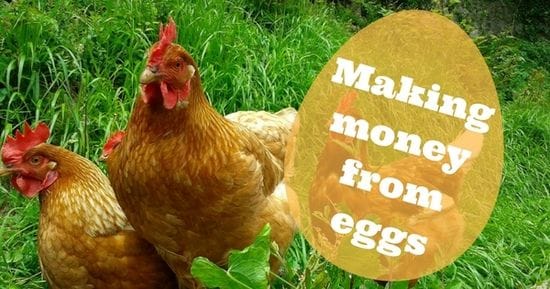 Making Money from Eggs